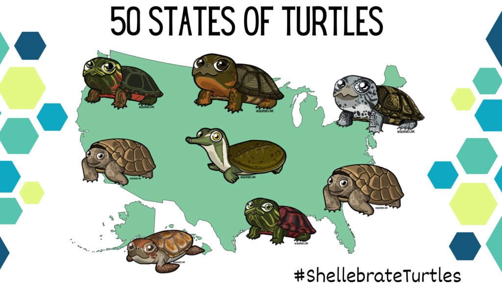 A green map of the United States is in the background with different turtle species arranged on top of it. The title states "50 States of Turtles" and in the lower right corner, there is a hashtag that says "ShellebrateTurtles". 